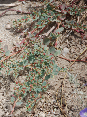 Euphorbia jamesonii
