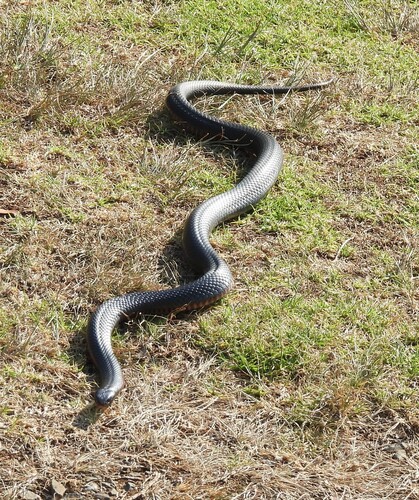 Red-bellied Black Snake sighting