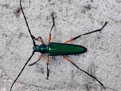 Callichroma holochlorum