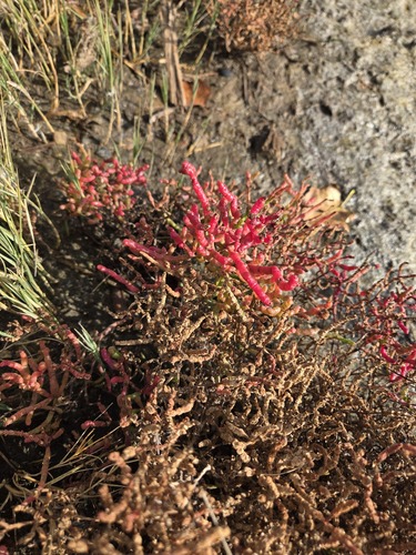 Virginia Glasswort (Salicornia depressa)