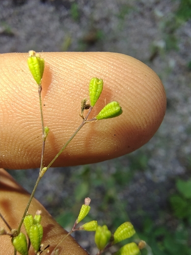 Slender spiderling (Boerhavia triquetra)