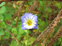 Convolvulus tricolor