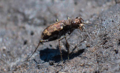Cylindera apiata