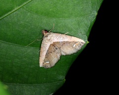 Eugnathia lunifera