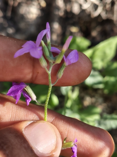 Xantus' Lyrepod (Lyrocarpa xanti)