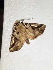 Phyllopalpia triangulum