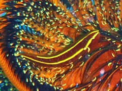 Crinoid Clingfish photo 3