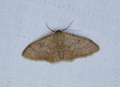 Idaea ptyonopoda