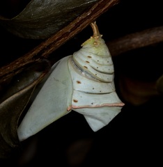 Adoliadini