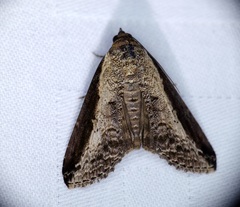 Lophoptera squammigera