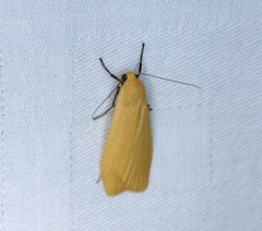 Manulea fuscodorsalis