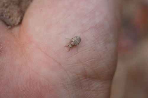 Myrmeleontidae