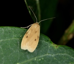 Paralithosia shaowuica