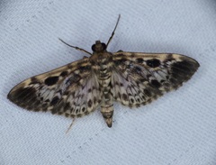 Rhimphaliodes macrostigma
