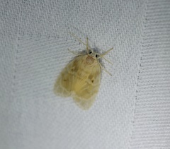 Schistophleps bipuncta