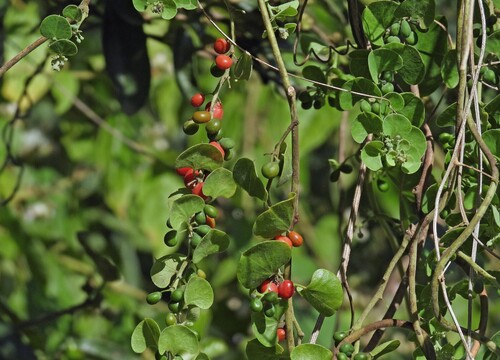 Velvetleaf (Cissampelos pareira)