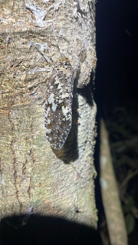 Phenax variegata