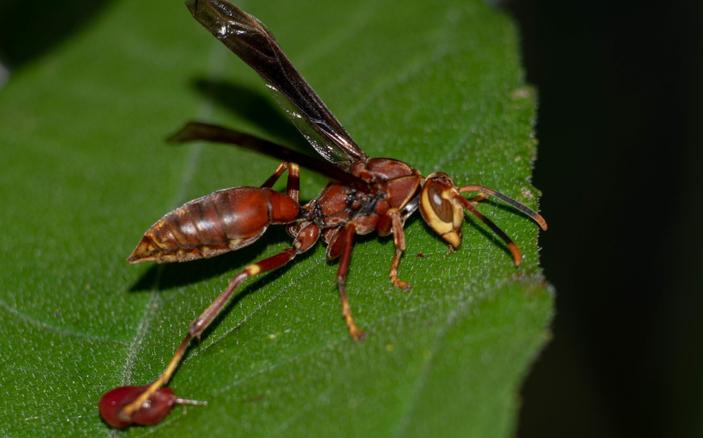 Polistes brevifissus
