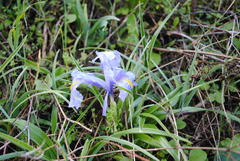 Iris planifolia