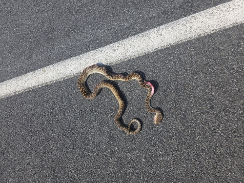 Australian Scrub Python sighting