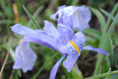 Iris planifolia