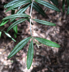 Oxylobium arborescens