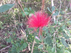 Calliandra tergemina