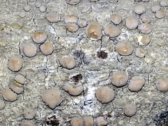 Lecanora caesiorubella merrillii