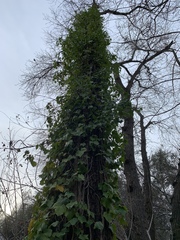 Hedera helix