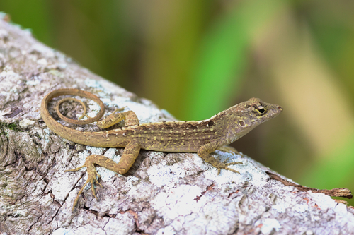 Brown Anole
