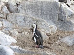 Leucocarbo bransfieldensis