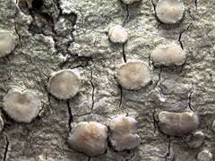 Lecanora caesiorubella merrillii