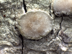 Lecanora caesiorubella merrillii