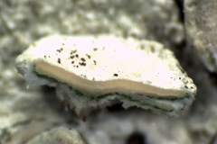 Lecanora caesiorubella merrillii
