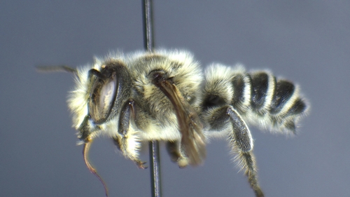 Megachile gentilis