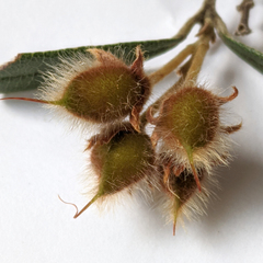 Oxylobium arborescens