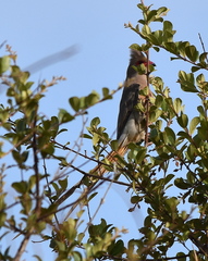 Urocolius indicus transvaalensis