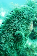 Polydorella