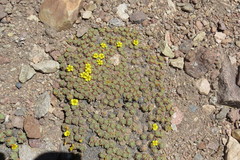 Oxalis erythrorrhiza