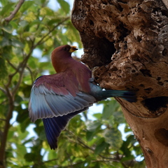 Eurystomus glaucurus suahelicus
