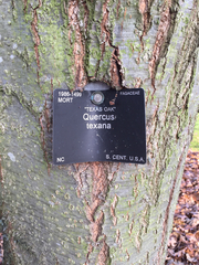 Quercus texana