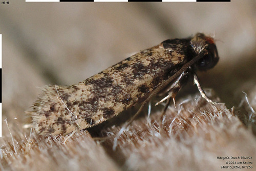 Tropical Tobacco Moth
