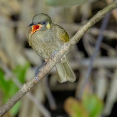 Meliphaga notata