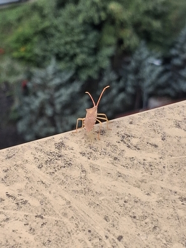 Box Bug