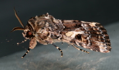 Spodoptera umbraculata