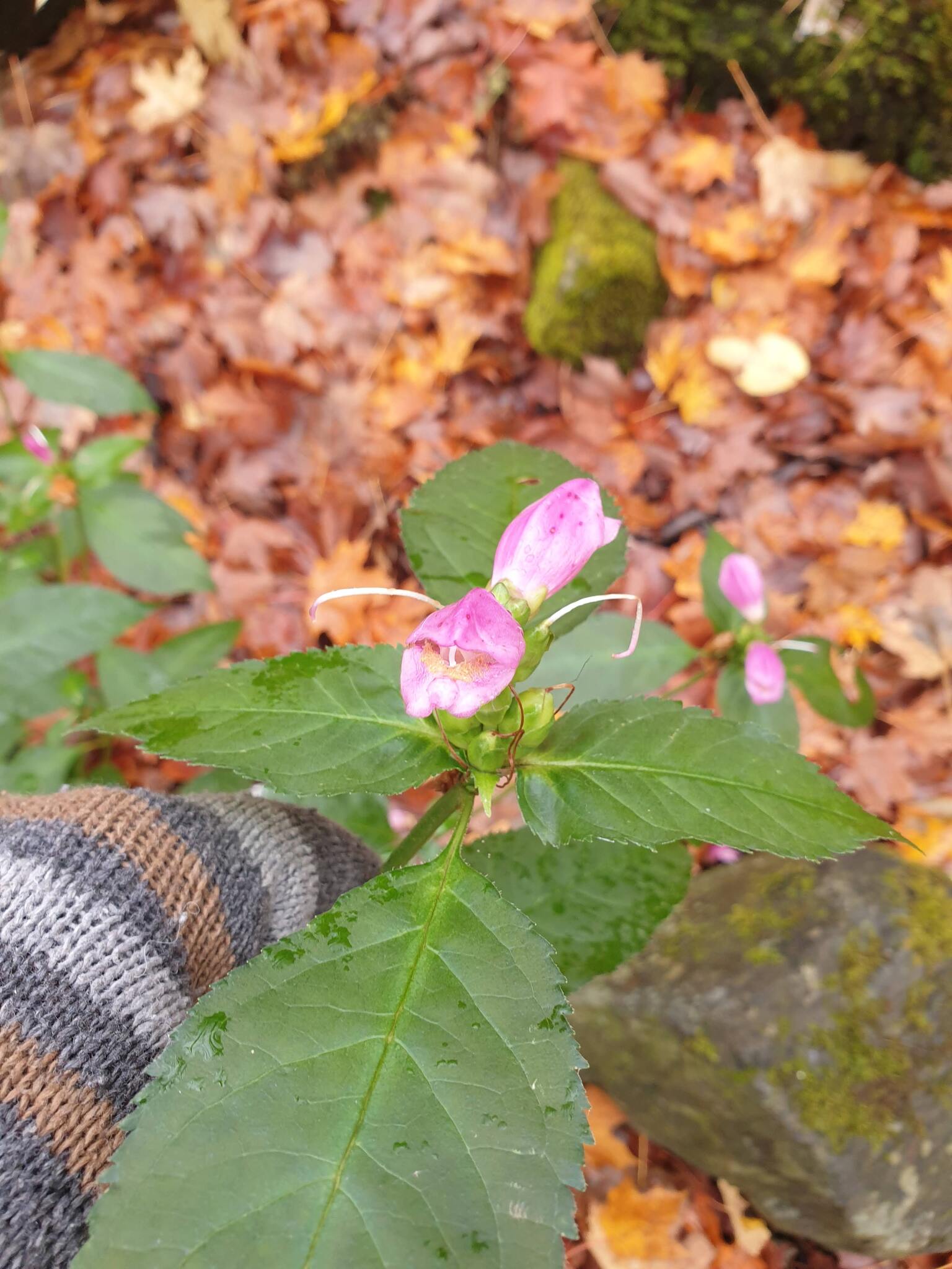 Pink Turtlehead (Chelone lyonii)