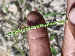Sorghum Grass (Anthephora)