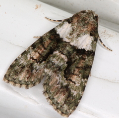 Pherechoa crypsichlora