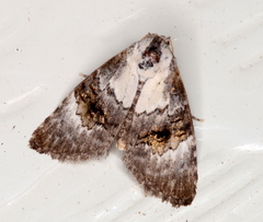 Acatapaustus leucospila