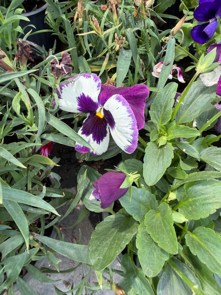 Viola × wittrockiana